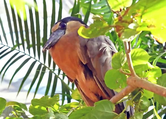 動物図鑑・ヒロハシサギ